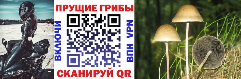Галлюциногенные грибы Magic Shrooms  закладка  Тутаев 